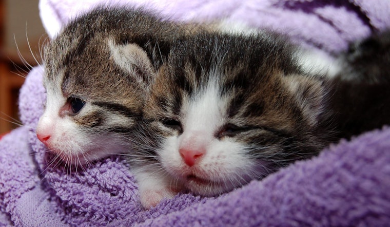 Top Tampa news: Man fatally shot, no arrests made; kitten adoption event this weekend; more