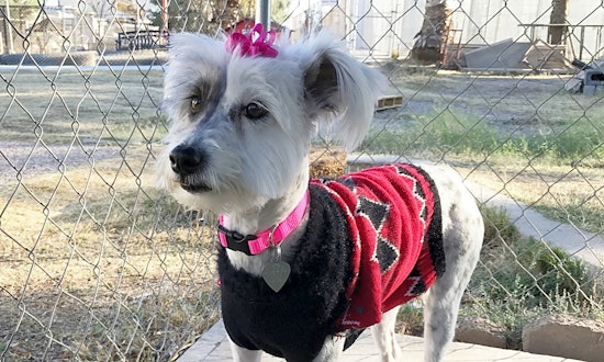 6 lovable pups to adopt now in El Paso