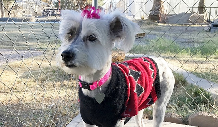 6 lovable pups to adopt now in El Paso