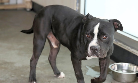 Looking to adopt a pet? Here are 5 cuddly canines to adopt now in Berkeley