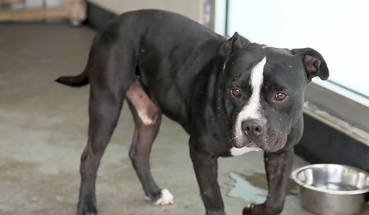 Looking to adopt a pet? Here are 5 cuddly canines to adopt now in Berkeley