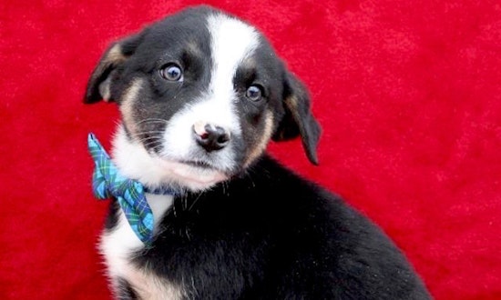 Always wanted a puppy? Here are 3 snuggly canines ready to adopt now in Arlington