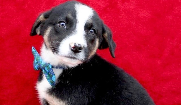 Always wanted a puppy? Here are 3 snuggly canines ready to adopt now in Arlington