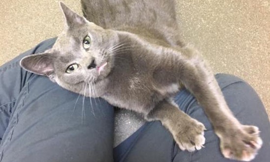 Always wanted a kitten? Here are 5 fluffy felines ready for adoption now in Denver
