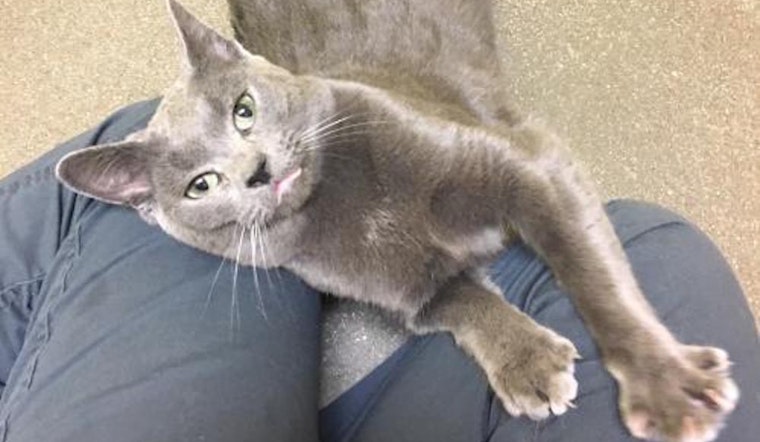 Always wanted a kitten? Here are 5 fluffy felines ready for adoption now in Denver