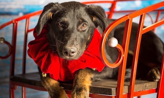 3 precious puppies ready to adopt now in Plano
