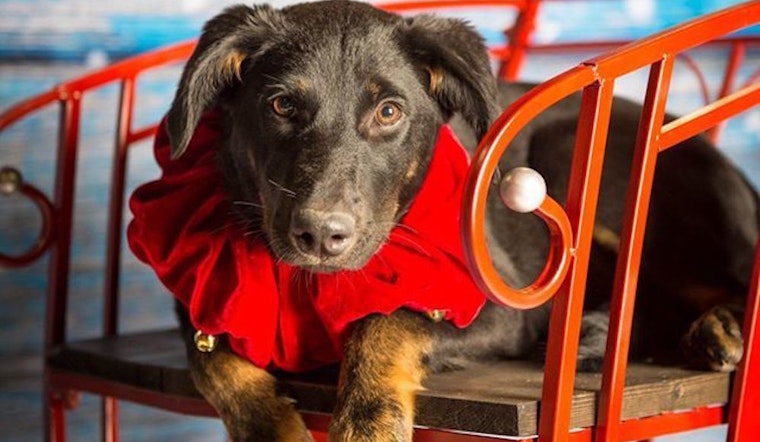 3 precious puppies ready to adopt now in Plano