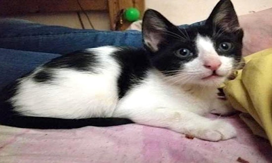 These Tampa-based kittens are up for adoption and in need of a good home