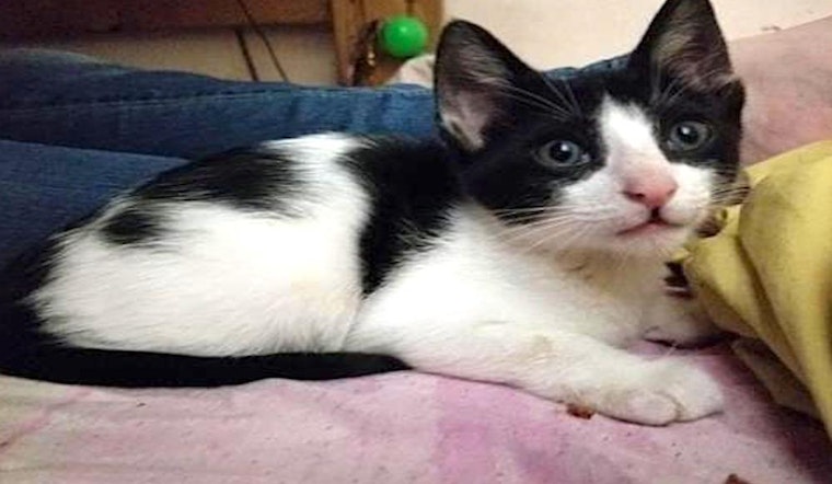 These Tampa-based kittens are up for adoption and in need of a good home