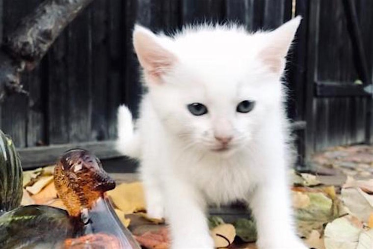 These San Jose-based kittens are up for adoption and in need of a good home