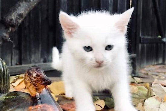 These San Jose-based kittens are up for adoption and in need of a good home