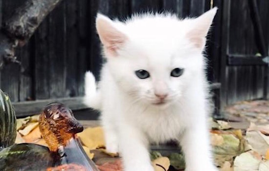 These San Jose-based kittens are up for adoption and in need of a good home