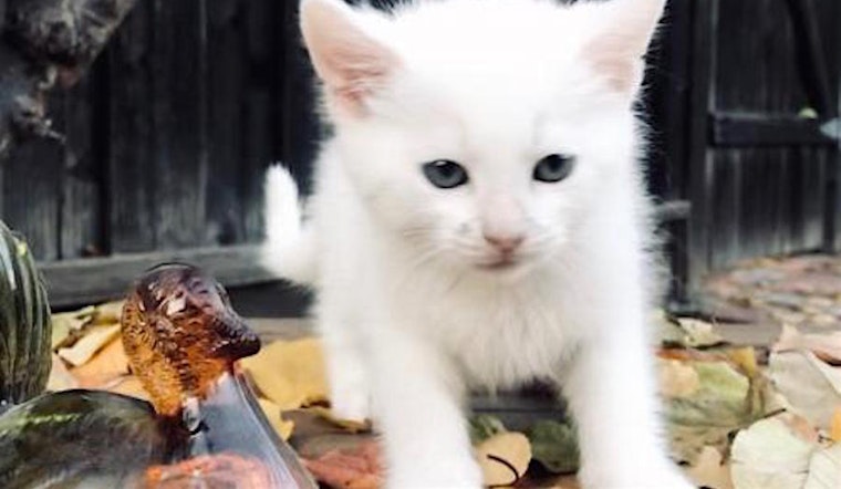 These San Jose-based kittens are up for adoption and in need of a good home