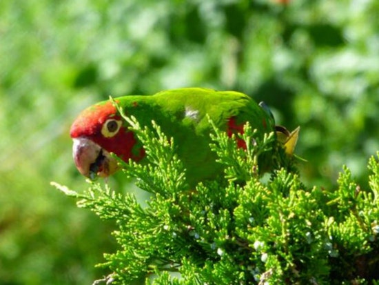 The Wild Parrots Of Everywhere, San Francisco