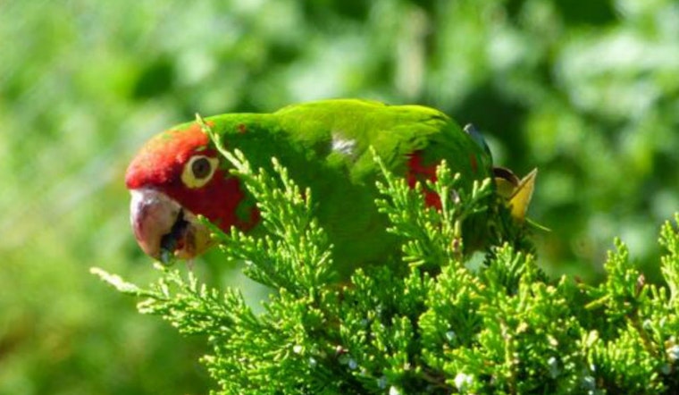 The Wild Parrots Of Everywhere, San Francisco