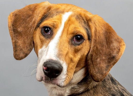 These Cincinnati-based pups are up for adoption and in need of a good home