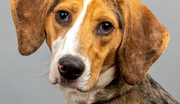 These Cincinnati-based pups are up for adoption and in need of a good home