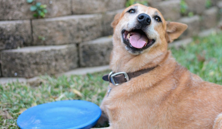 PUBLIC Bikes Wants To Take Pictures Of Your Dog