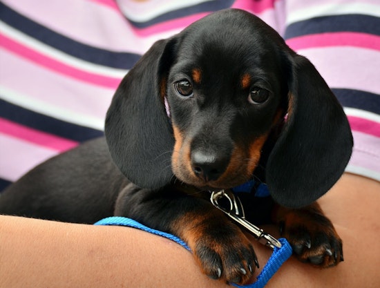 Top Austin news: 300 animals adopted, 1,038 still available; city seeks input on road safety; more