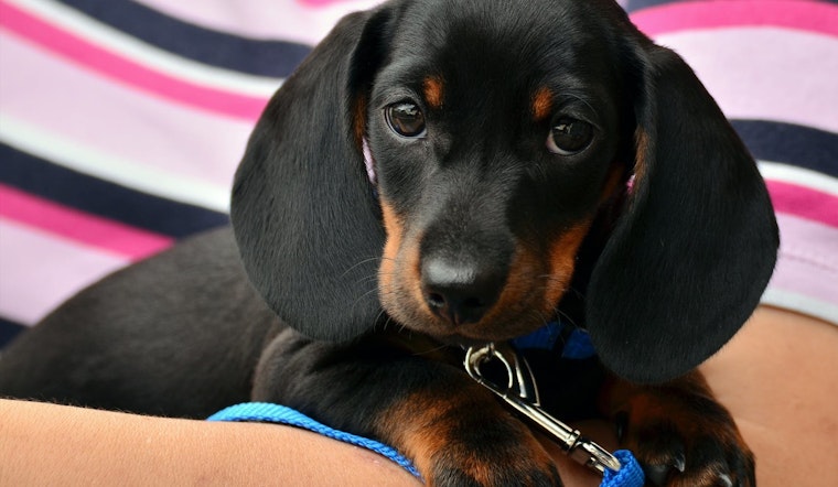 Top Austin news: 300 animals adopted, 1,038 still available; city seeks input on road safety; more