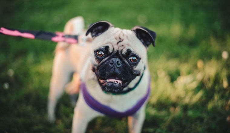 4 charity events worth seeking out in Denver this weekend