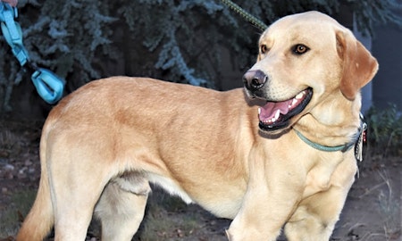7 lovable pups to adopt now in Albuquerque