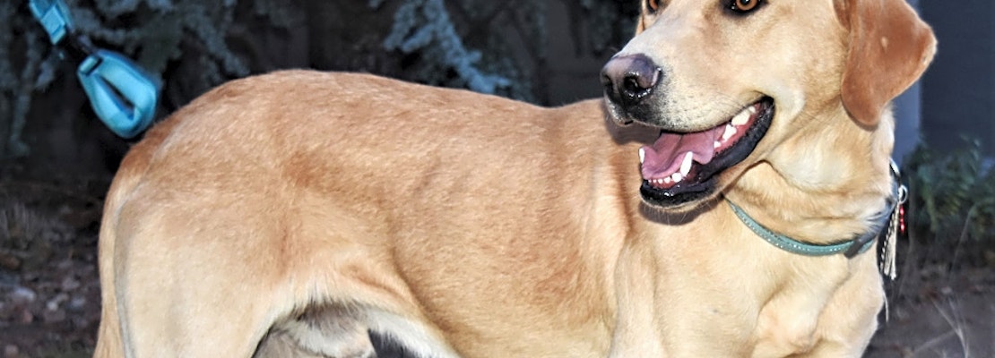 7 lovable pups to adopt now in Albuquerque