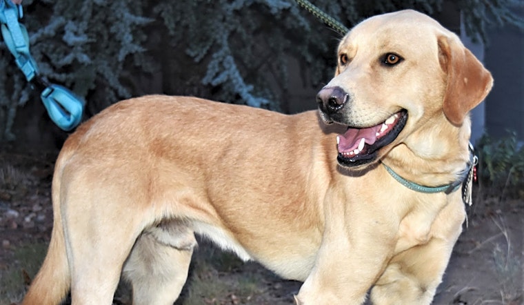 7 lovable pups to adopt now in Albuquerque