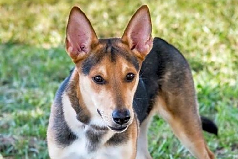 These Miami-based puppies are up for adoption and in need of a good home
