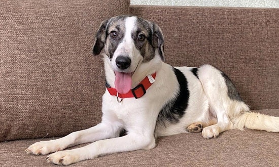 These San Jose-based puppies are up for adoption and in need of a good home