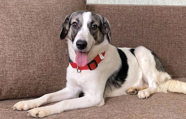 These San Jose-based puppies are up for adoption and in need of a good home