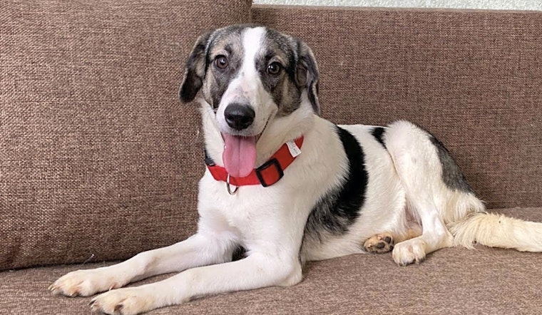 These San Jose-based puppies are up for adoption and in need of a good home