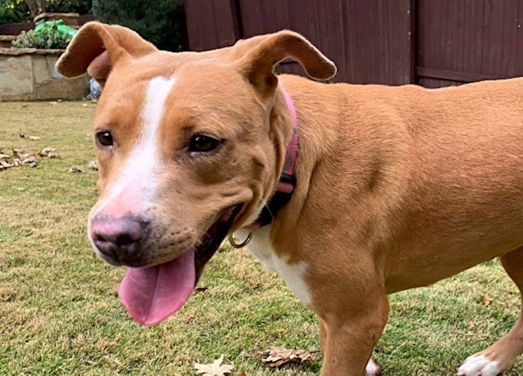 Want to adopt a pet? Here are 7 delightful doggies to adopt now in Austin