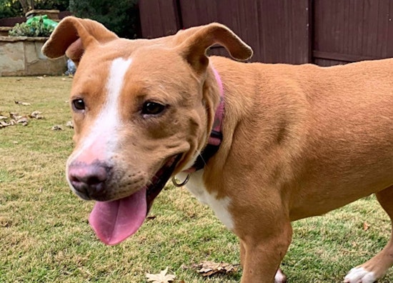 Want to adopt a pet? Here are 7 delightful doggies to adopt now in Austin