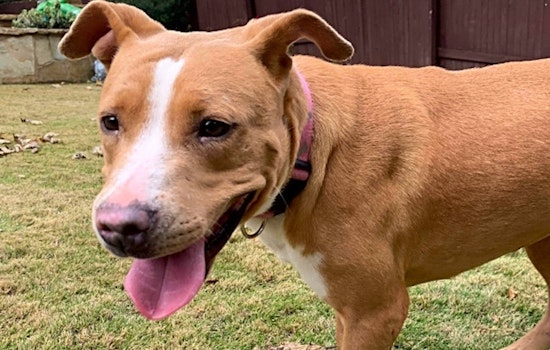 Want to adopt a pet? Here are 7 delightful doggies to adopt now in Austin