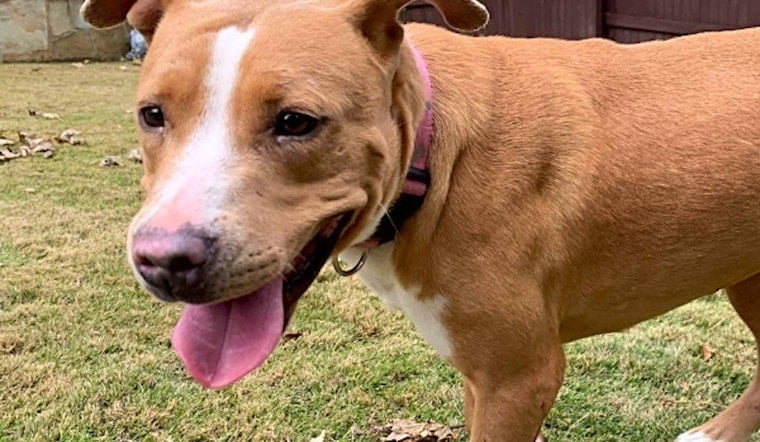 Want to adopt a pet? Here are 7 delightful doggies to adopt now in Austin