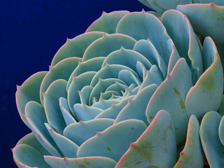 Weekend Roundup: Succulents, Office Space, And A Rainbow Surprise