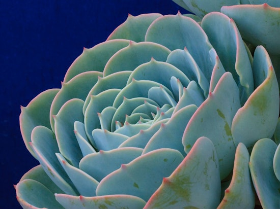 Weekend Roundup: Succulents, Office Space, And A Rainbow Surprise