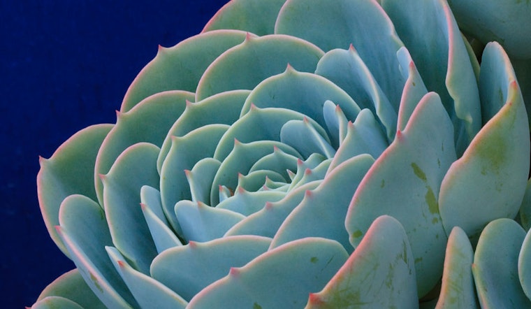 Weekend Roundup: Succulents, Office Space, And A Rainbow Surprise