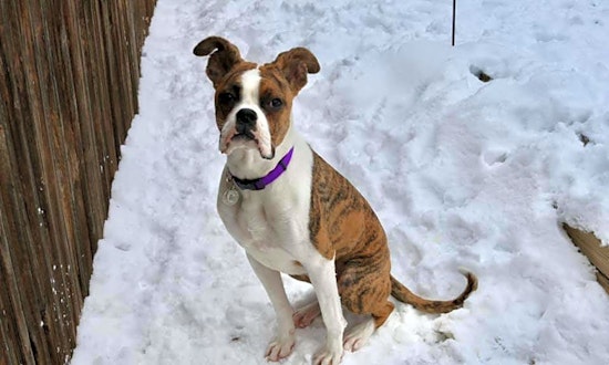 These Denver-based canines are up for adoption and in need of good homes