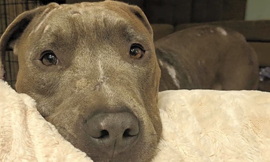 7 cuddly canines to adopt now in Columbus