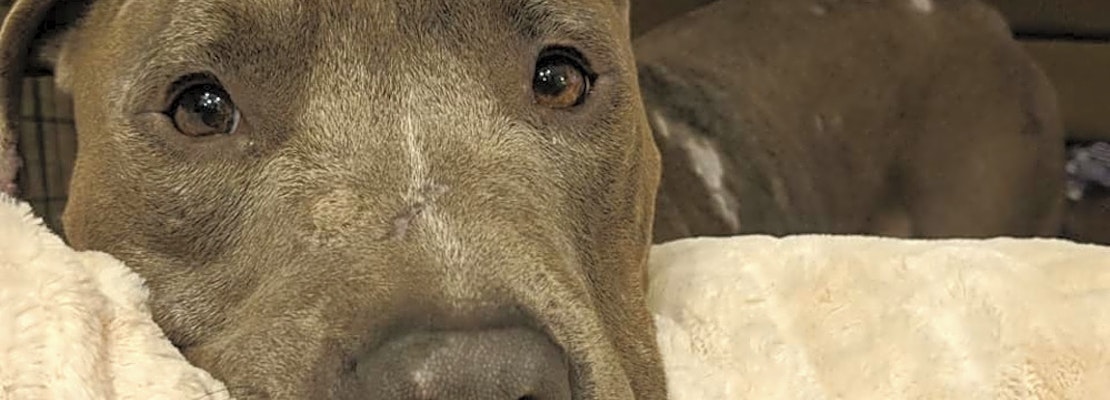 7 cuddly canines to adopt now in Columbus