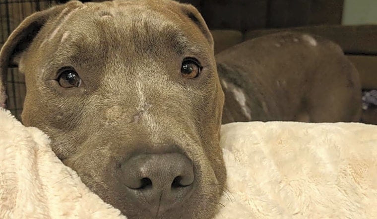 7 cuddly canines to adopt now in Columbus