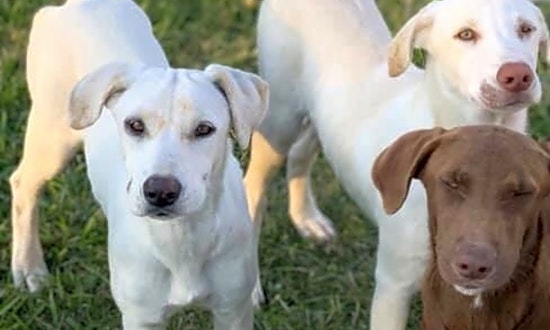 These New Orleans-based puppies are up for adoption and in need of a good home