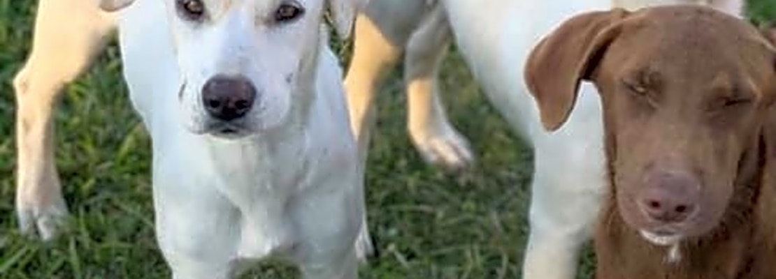 These New Orleans-based puppies are up for adoption and in need of a good home