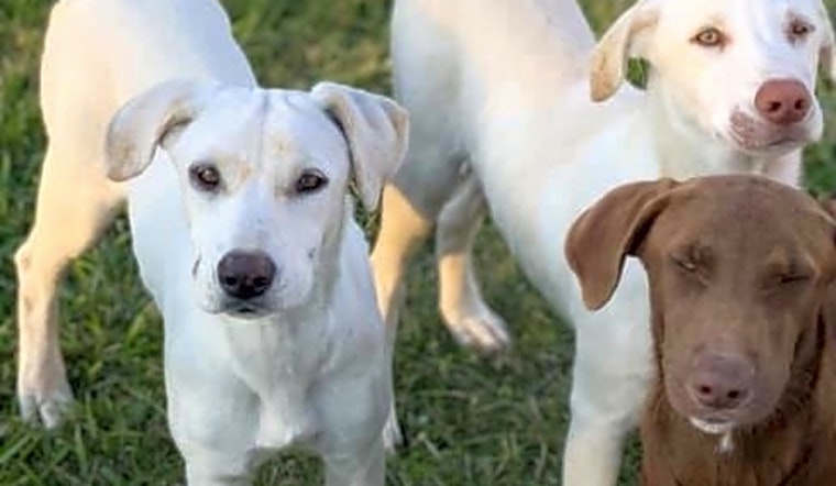 These New Orleans-based puppies are up for adoption and in need of a good home