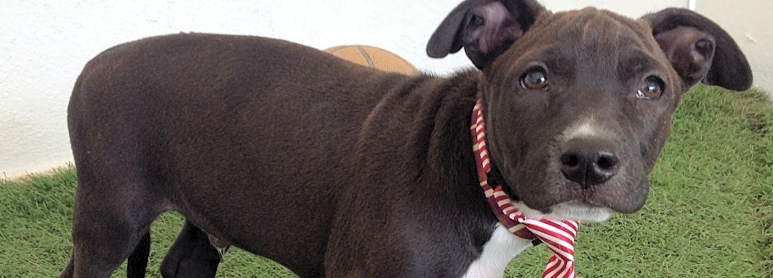 Looking to adopt a dog? These 6 pups are available now in San Diego