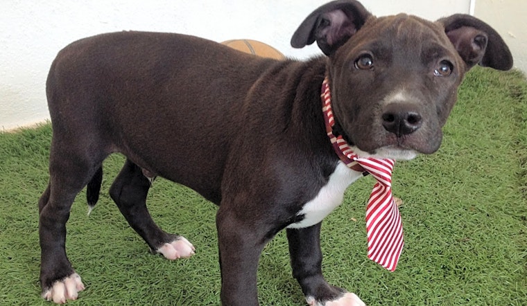Looking to adopt a dog? These 6 pups are available now in San Diego