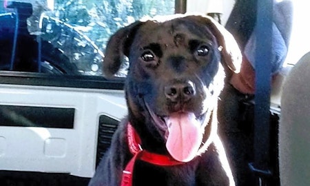 These Atlanta-based puppies are up for adoption and in need of a good home