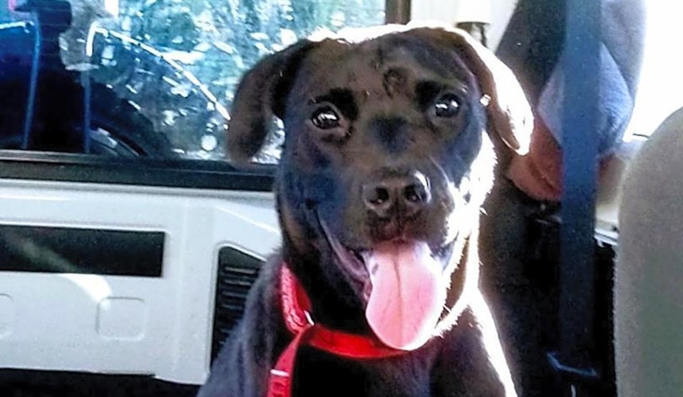 These Atlanta-based puppies are up for adoption and in need of a good home